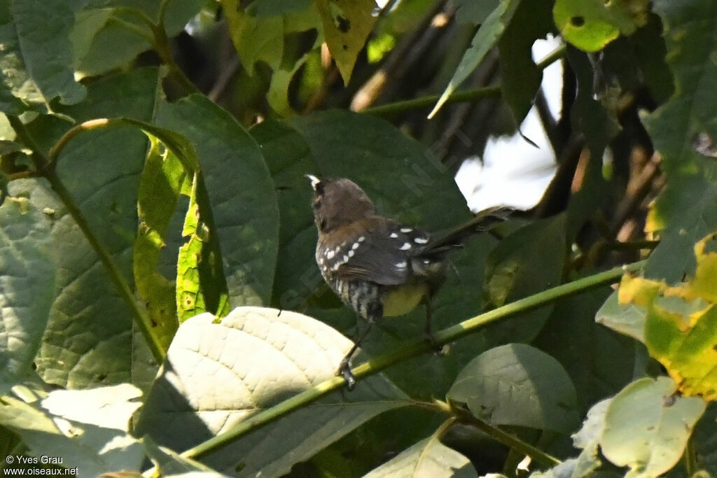 Prinia rayée