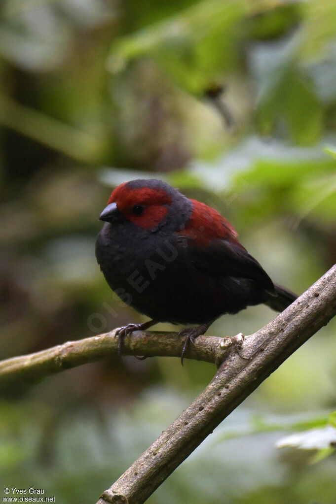 Dusky Crimsonwing
