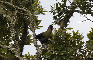 Touraco du Ruwenzori