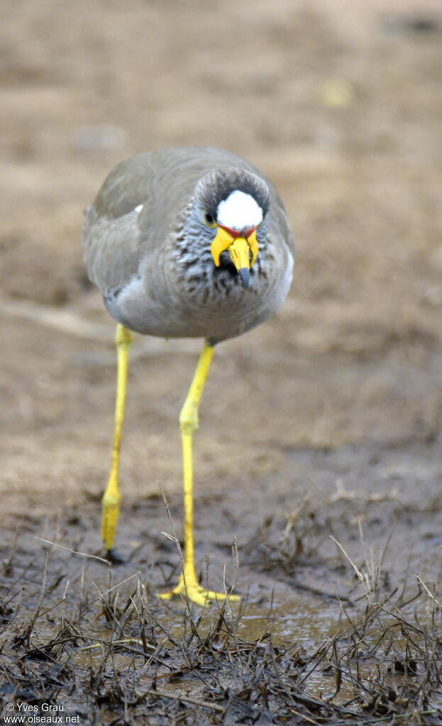 African Wattled Lapwing