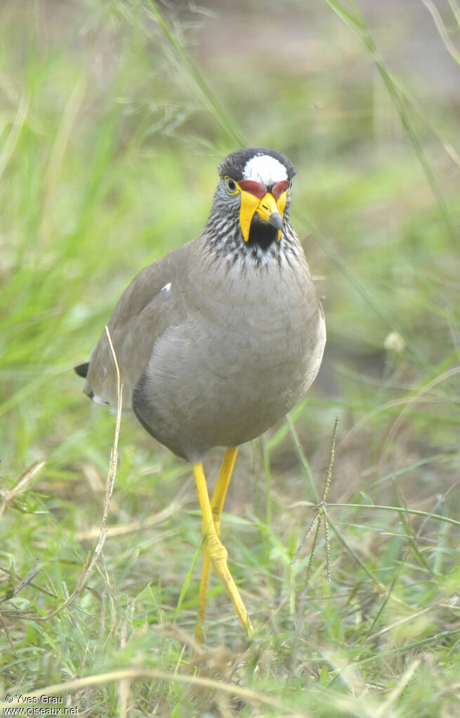 African Wattled Lapwing
