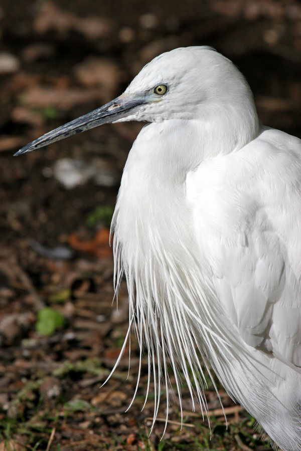 Little Egret