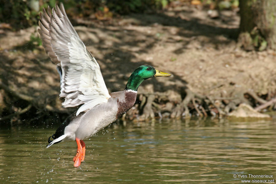 Canard colvert