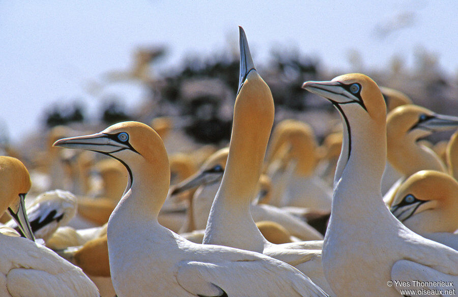 Cape Gannet