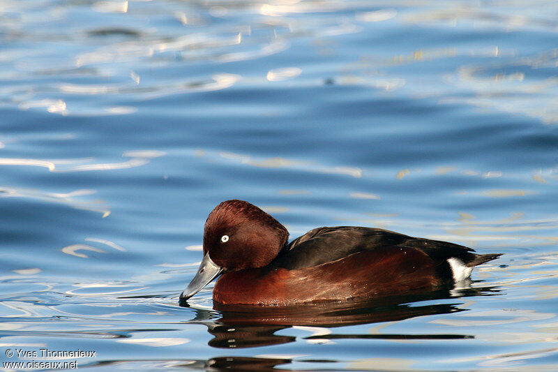 Ferruginous Duck