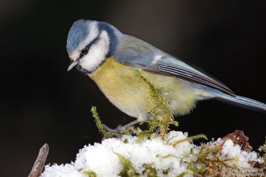Mésange bleue
