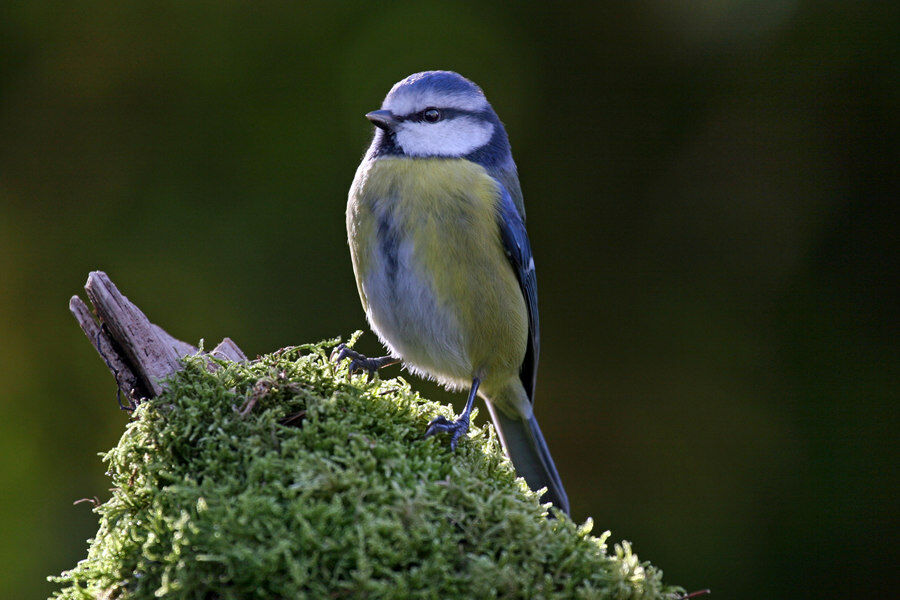 Mésange bleue