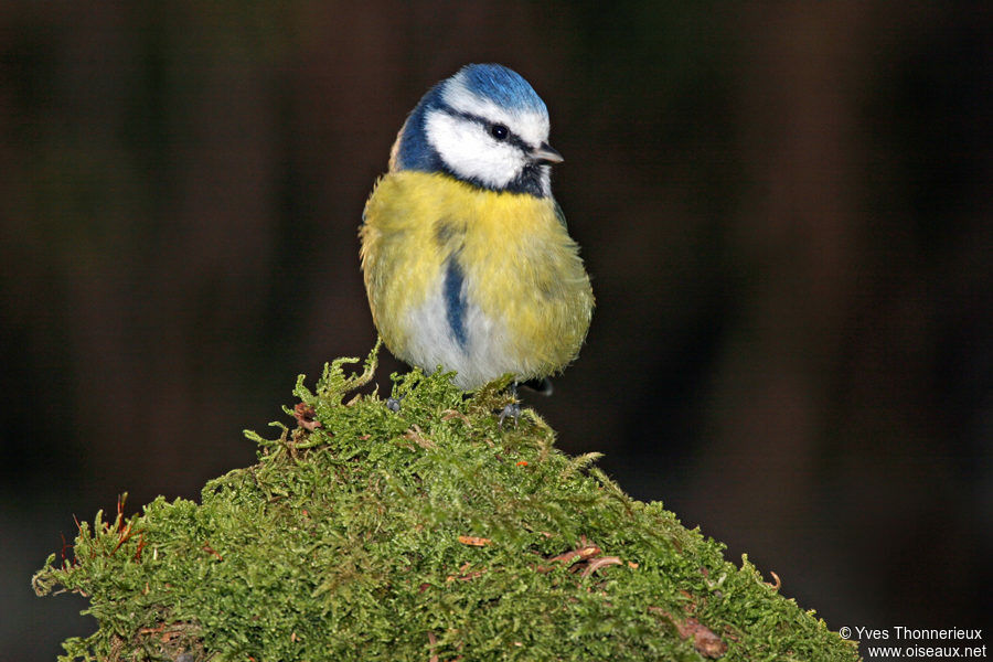 Mésange bleue