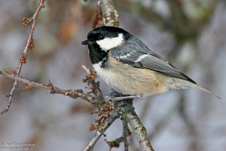 Mésange noire