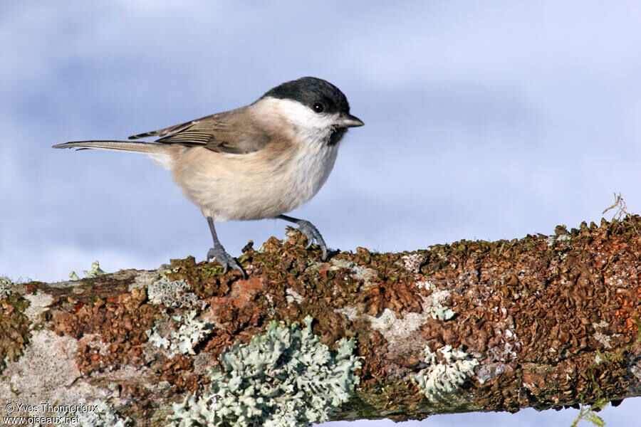 Marsh Tit