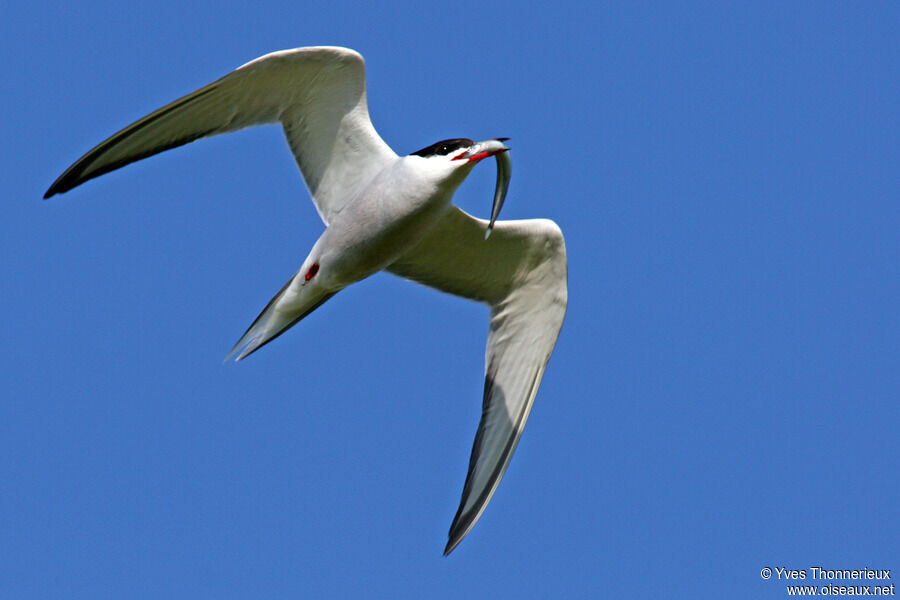 Common Ternadult