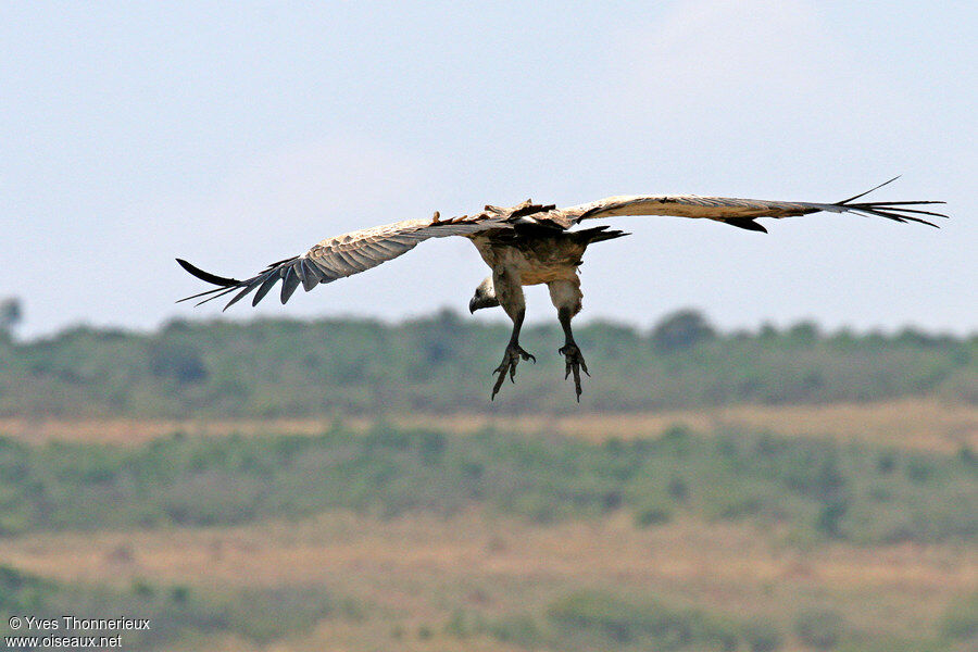 Vautour africain