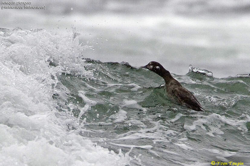 Harlequin Duck