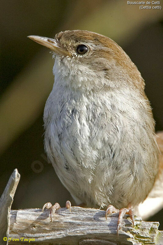 Bouscarle de Cetti