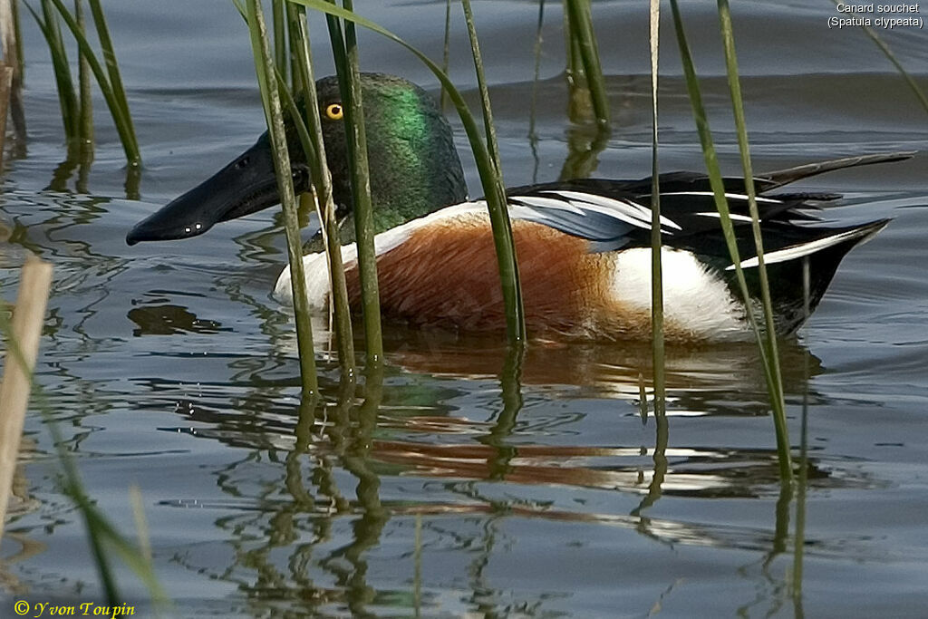 Canard souchet