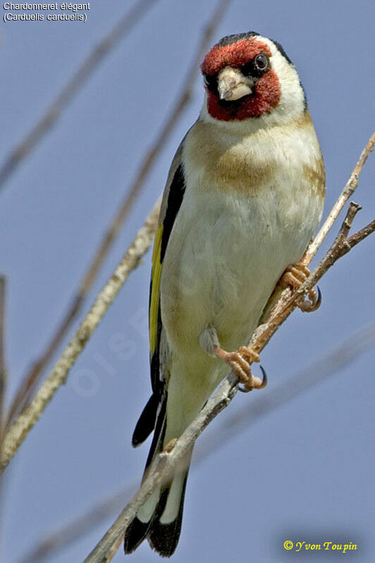 Chardonneret élégant, identification