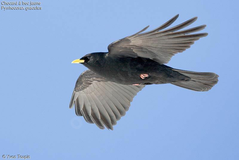 Alpine Chough, Flight