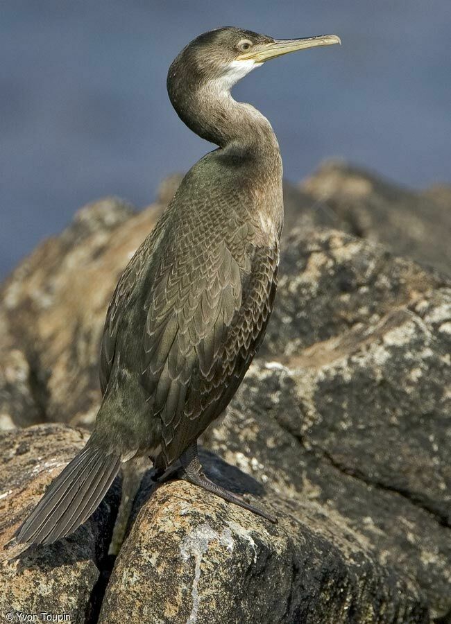 Cormoran huppé