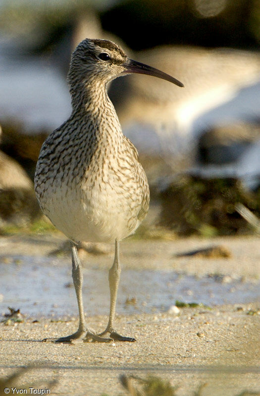 Eurasian Whimbrel, identification