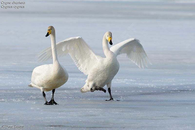 Cygne chanteur 