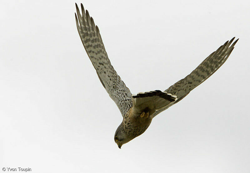 Common Kestrel, Flight