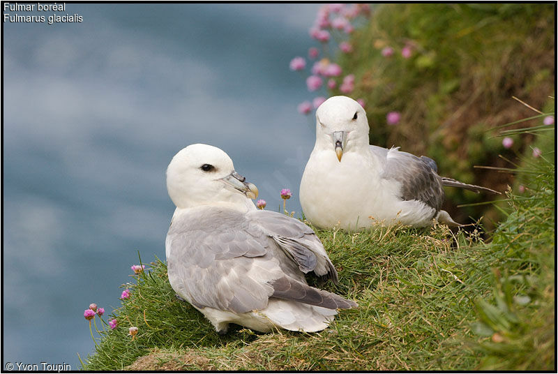 Fulmar boréaladulte, identification