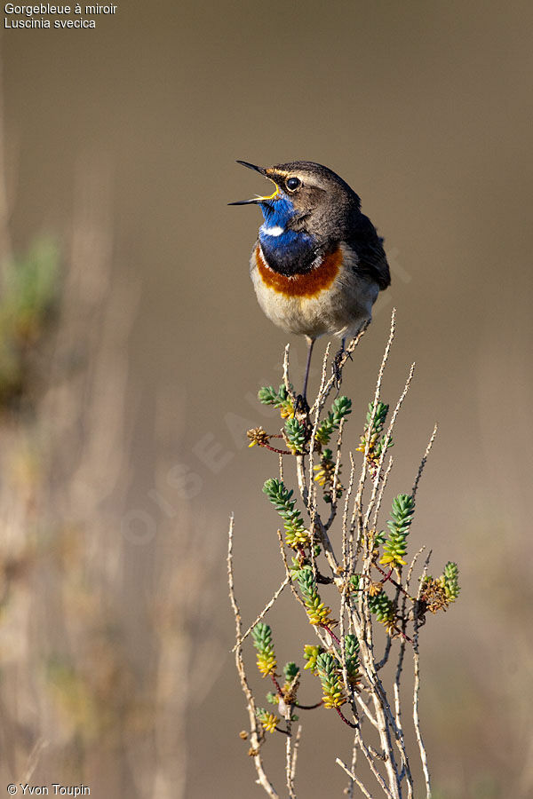 Gorgebleue à miroir mâle, chant