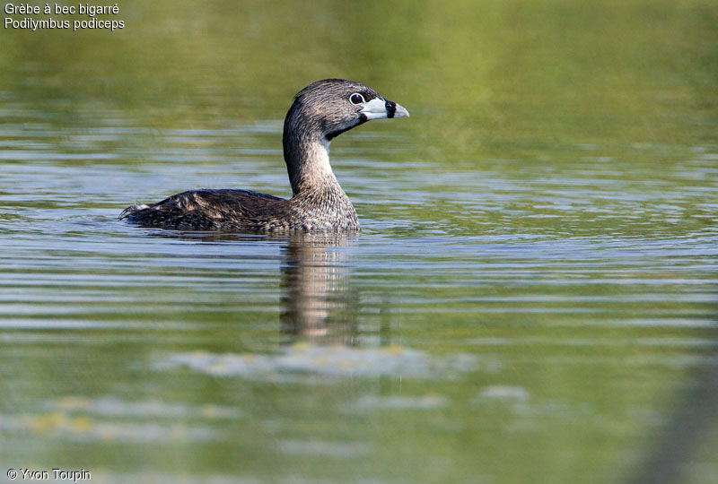 Pied-billed Grebe, identification
