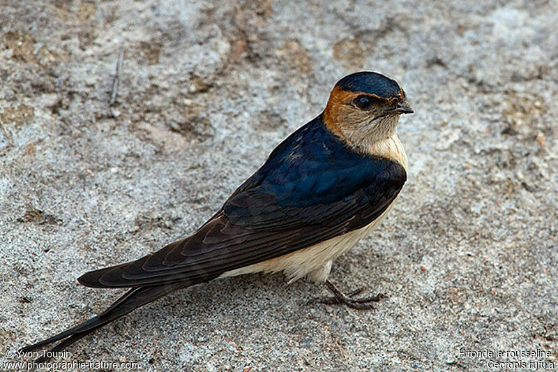 European Red-rumped Swallow, identification