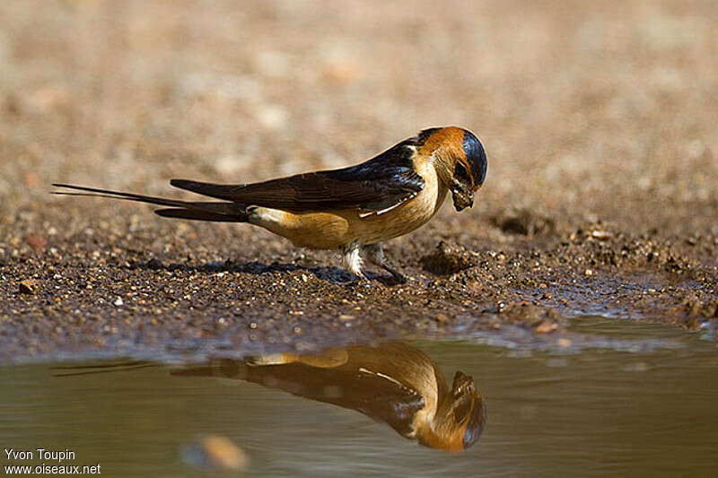 European Red-rumped Swallow, Behaviour