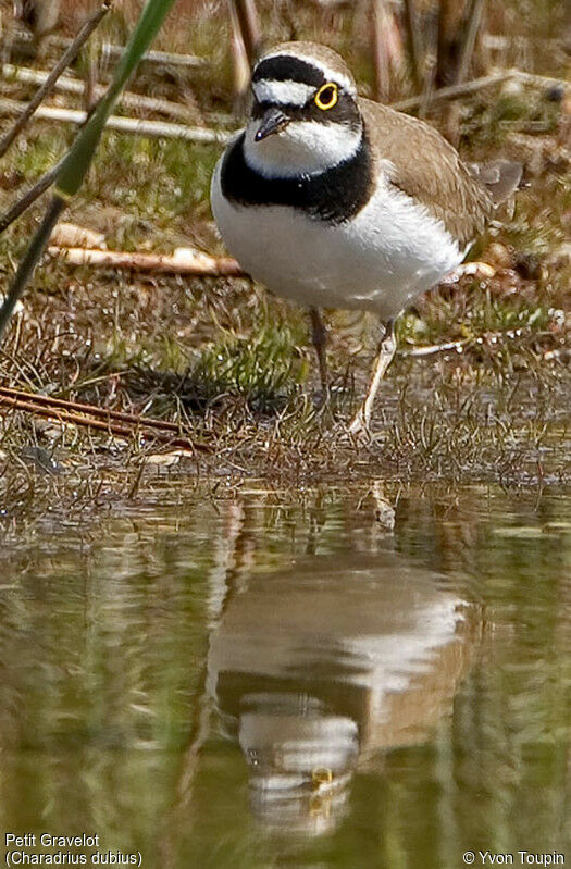 Little Ringed Plover, identification