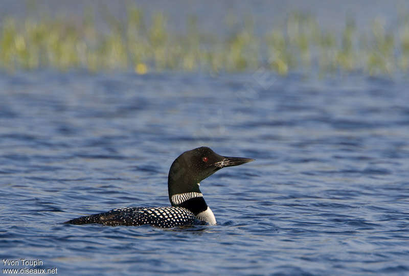 Plongeon imbrinadulte, identification