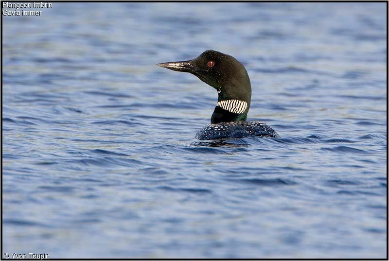 Plongeon imbrin, identification