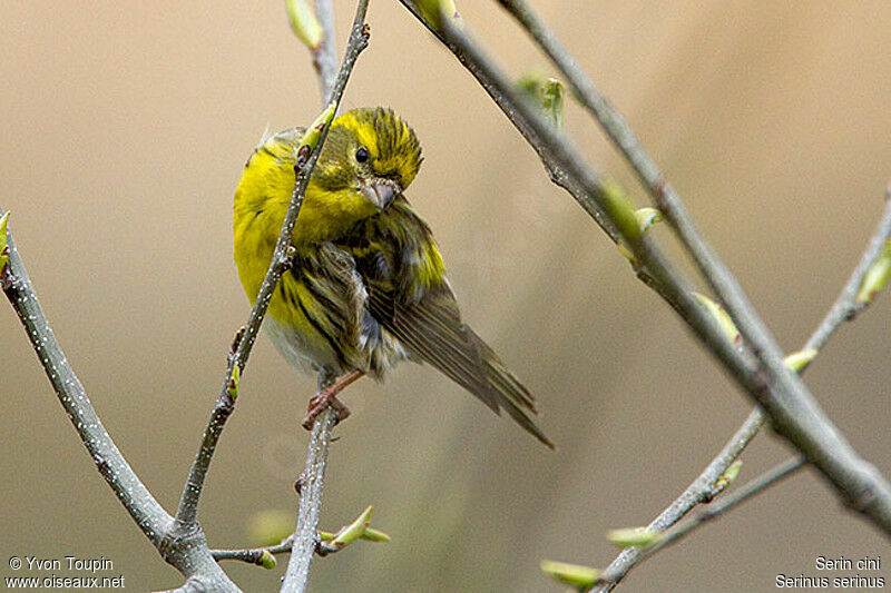 Serin cini mâle, identification