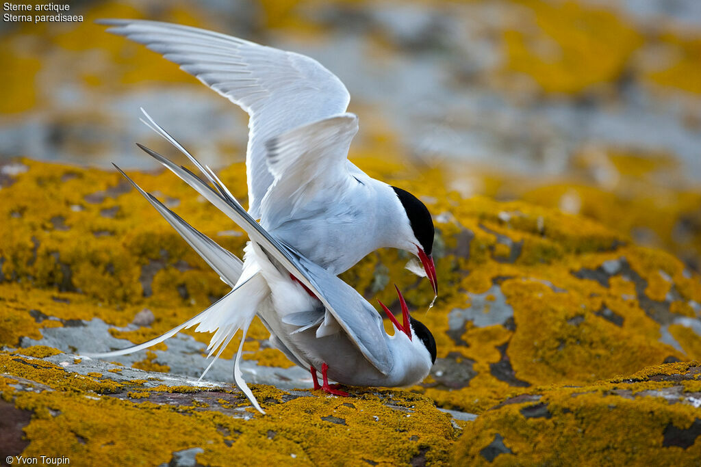 Arctic Tern , Behaviour
