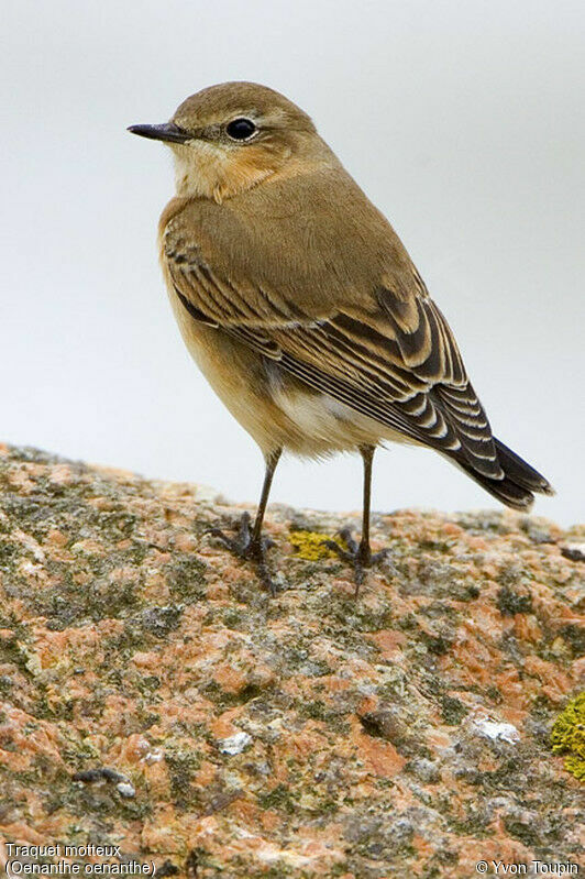 Traquet motteux, identification