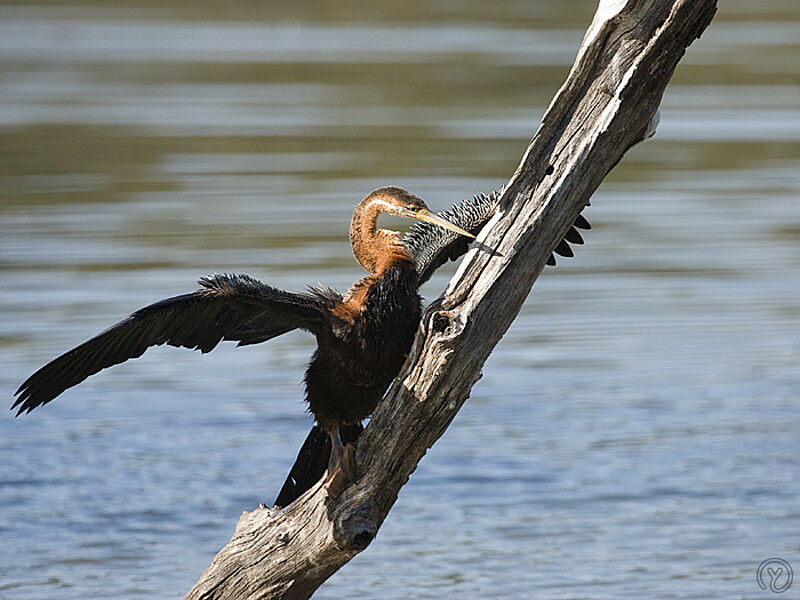 Anhinga d'Afrique