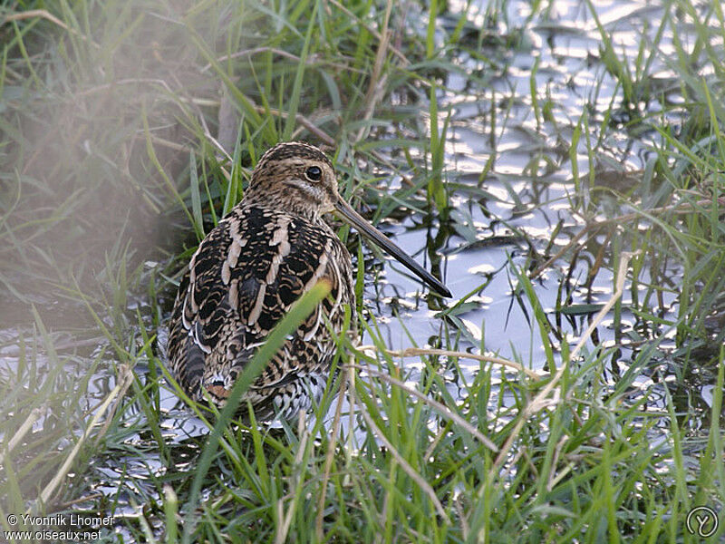 Common Snipeadult, identification