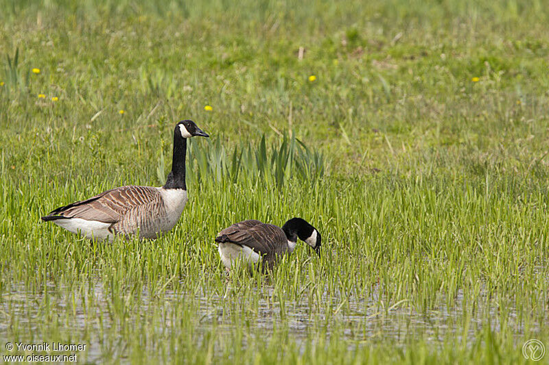 Canada Goose adult, identification