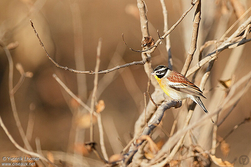 Golden-breasted Buntingadult, identification