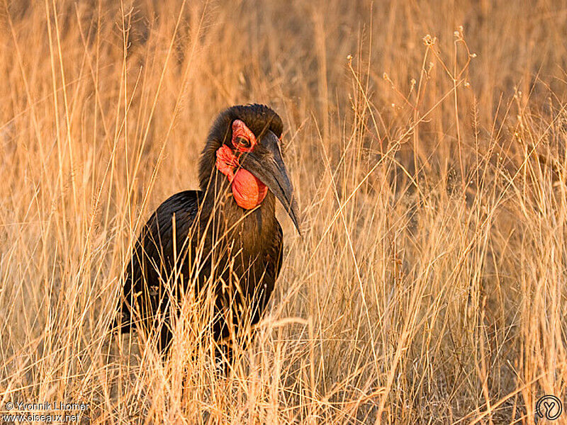 Bucorve du Sud femelle adulte, identification
