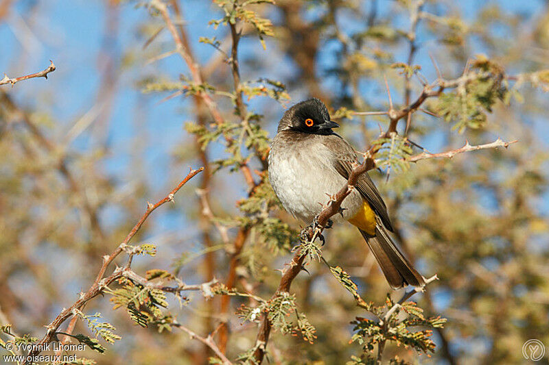 African Red-eyed Bulbuladult, identification