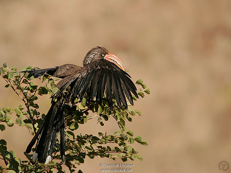 Crowned Hornbill male adult, identification