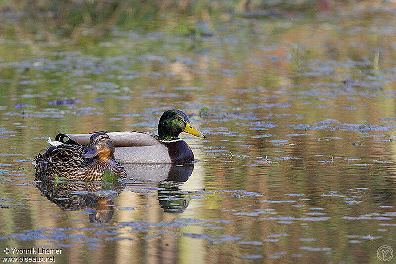 Canard colvert adulte, identification