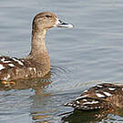 Canard noirâtre