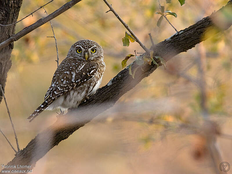 Chevêchette perléeadulte, identification