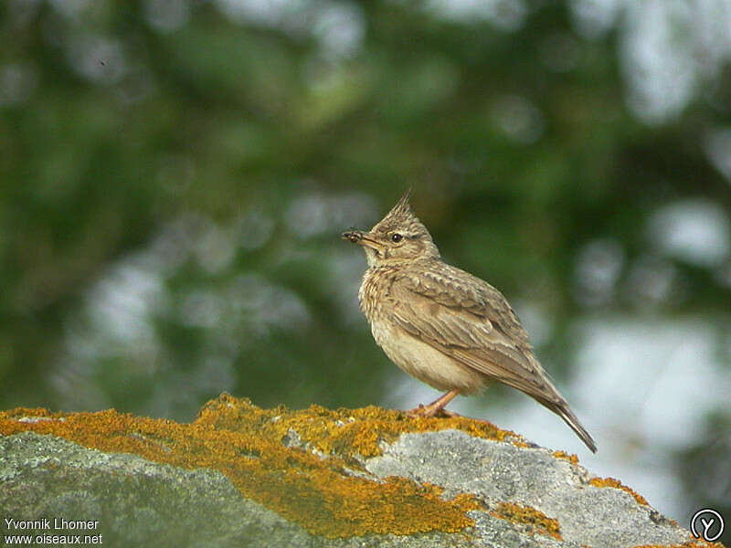 Cochevis huppéadulte, régime