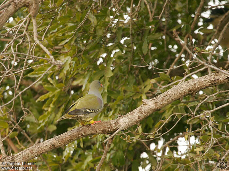African Green Pigeonadult, identification