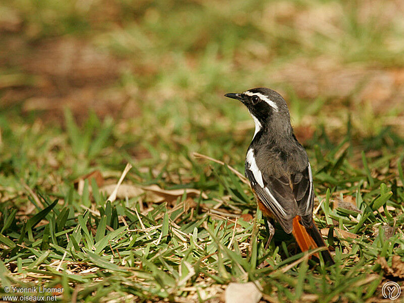 White-throated Robin-Chatadult