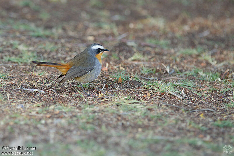 Cape Robin-Chatadult, identification